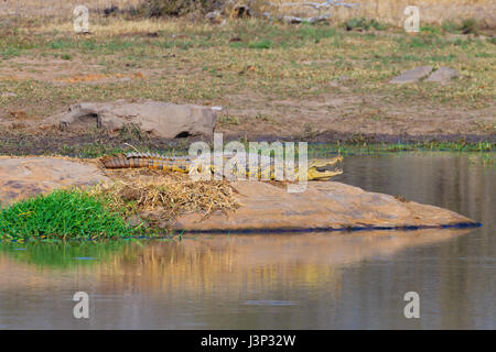 Krokodil in der Nähe von Kruger National Park, Südafrika. Safari und Tierwelt. Stockfoto