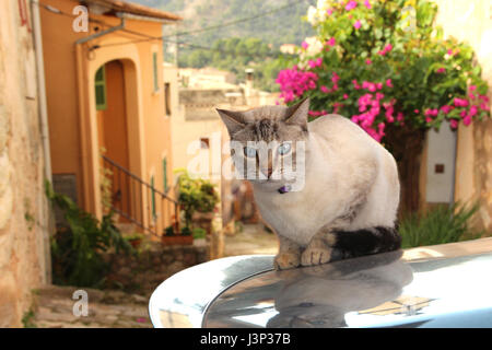 Hauskatze, Tabby Point, Siam-Mix, liegend auf dem Dach eines Autos vor einem alten romantischen Dorf Stockfoto