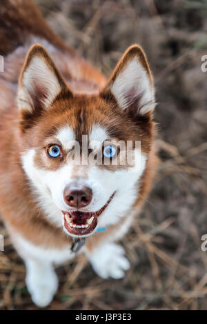 Alaskan klee Kai herrlich auf der Suche für eine Festlichkeit an Hund Park Stockfoto