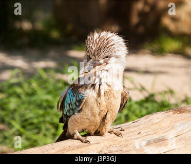 Porträt des australischen Blue-winged Kookaburra - Dacelo leachii Stockfoto