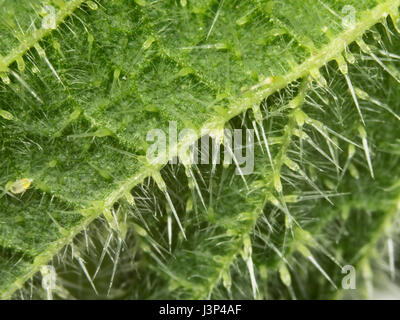 Makro von der stechenden Dornen / Haare an der Unterseite der Brennnessel-Blatt Stockfoto