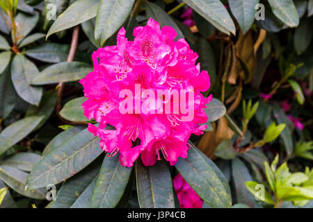 Große helle rote Rhododendron Blüten Nahaufnahme, blühen im Mai in West Sussex, Südostengland Stockfoto