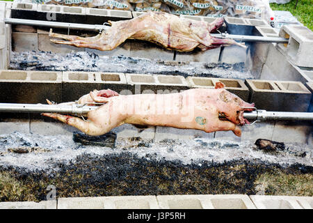 Miami Florida, Kendall, St. Andrew Greek Orthodox Church, Greek Festival, Festivals fair, Grillstelle, ganze Schwein, kochen, kochen, braten, Essen, Schweinefleisch, Fleisch, anima Stockfoto