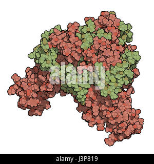 Ebola-Virus Glykoprotein (GP), molekulare Struktur. Tritt als Stacheln auf Ebola-Virus Oberfläche; Ziel für die Impfstoffentwicklung. Atome als Kugeln dargestellt. E Stockfoto