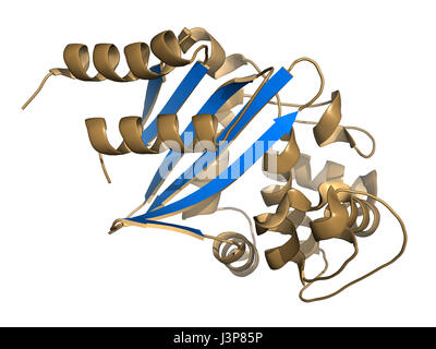 Carbapenemase Carbapenem-Antibiotika-Resistenz-Enzym. Carbapenemase OXA-24 aus dem Bakterium Acinetobacter Baumannii. Cartoon-Modell, sekundäre struc Stockfoto