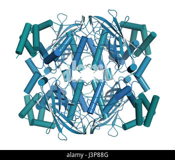 Menschlichen Erythrozyten Katalase. Schützt Zellen vor Schäden durch reaktive Sauerstoffspezies (ROS). Cartoon-Modell, Helices als Zylinder dargestellt. Stockfoto
