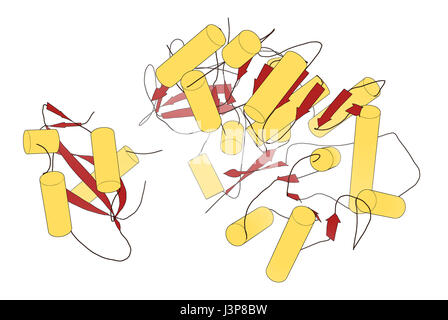 Firefly Luciferase Enzym. Protein für die Biolumineszenz von Glühwürmchen verantwortlich. Oft verwendet als Reporter in der Biotechnologie und Gentechnik. Stockfoto