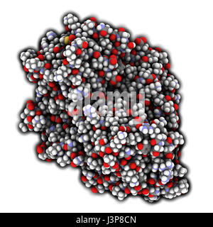 Firefly Luciferase Enzym. Protein für die Biolumineszenz von Glühwürmchen verantwortlich. Oft verwendet als Reporter in der Biotechnologie und Gentechnik. Stockfoto