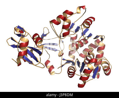 Firefly Luciferase Enzym. Protein für die Biolumineszenz von Glühwürmchen verantwortlich. Oft verwendet als Reporter in der Biotechnologie und Gentechnik. Stockfoto