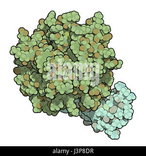 Blutgerinnungsfaktor Xa. Rolle bei der Blutgerinnung und Thrombose. Atome als Kugeln dargestellt. Schwere Kette farbig grün. Stockfoto