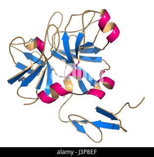 Blutgerinnungsfaktor Xa. Rolle bei der Blutgerinnung und Thrombose. Cartoon-Modell, sekundäre Struktur Färbung: Alpha-Helices rosa, Beta-Blätter Stockfoto