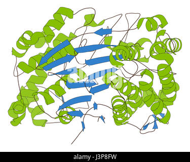 Gamma-Glutamyltranspeptidase (GGT 1, Gamma-GT, Gamma-Glutamyl-Transferase) 1 Enzym. Als diagnostische Marker für Lebererkrankungen verwendet. Cartoon-Modell, secon Stockfoto