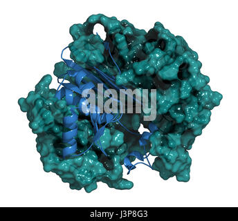 Gamma-Glutamyltranspeptidase (GGT 1, Gamma-GT, Gamma-Glutamyl-Transferase) 1 Enzym. Als diagnostische Marker für Lebererkrankungen verwendet. Schwere Kette: Cartoon Stockfoto