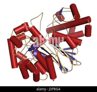 Gamma-Glutamyltranspeptidase (GGT 1, Gamma-GT, Gamma-Glutamyl-Transferase) 1 Enzym. Als diagnostische Marker für Lebererkrankungen verwendet. Cartoon-Modell, secon Stockfoto