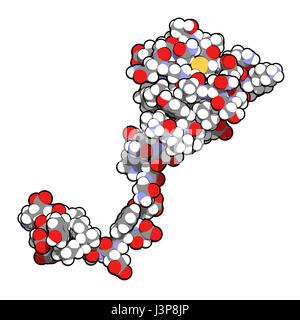 Hirudin Eiweißmolekül. Gerinnungshemmenden Protein von Blutegeln, das verhindert Blutgerinnung hemmt Thrombin. Aktuell benutzt bei Behandlung von hemat Stockfoto