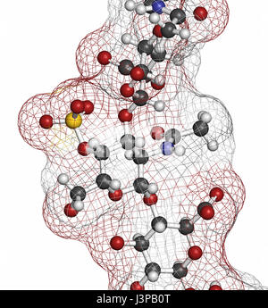 Chondroitinsulfat (kurzes Fragment). Wichtiger Bestandteil des Knorpelgewebes. Als diätetische Ergänzung in der Behandlung von Arthrose eingesetzt. Atome sind transpa Stockfoto