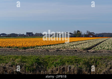 Bereichen der Tulpen, Orangen und gelben Sorten Stockfoto