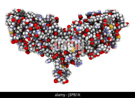 CTLA-4 (zytotoxischen T-Lymphozyten-assoziierten Protein 4, CD152) Protein. CTLA4 blockierende Antikörper sind in der Krebstherapie (immun Checkpoint Blockade verwendet. Stockfoto