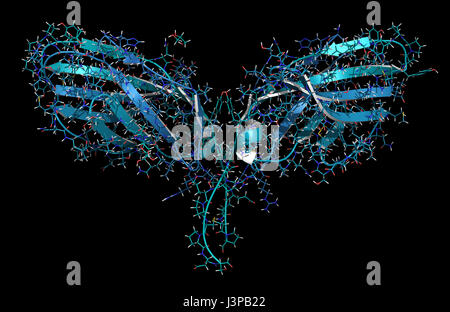 CTLA-4 (zytotoxischen T-Lymphozyten-assoziierten Protein 4, CD152) Protein. CTLA4 blockierende Antikörper sind in der Krebstherapie (immun Checkpoint Blockade verwendet. Stockfoto