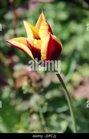 eine rote gelbe Tulpen. Foto Stockfoto