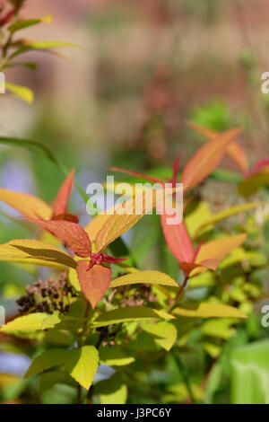 Spirea goldene Flamme Stockfoto