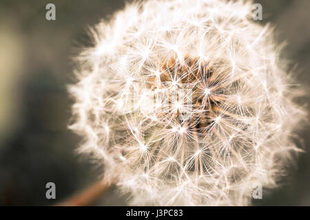 Stock Foto. Extreme Nahaufnahme von einer Fee Kopf - die kugelförmigen Samen einer Löwenzahn Blume. Stockfoto