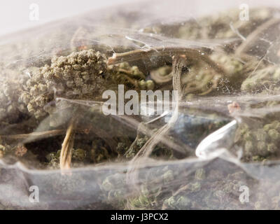 Nahaufnahme eines Pakets von frischen Ginseng Blättern Stockfoto