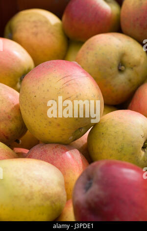 Malus Domestica "Weihnachten Pearmain". Äpfel an einem Baum. Stockfoto