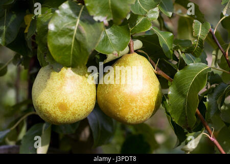 Pyrus Communis "Doyenne Georges Boucher". Birnen auf einem Baum. Stockfoto