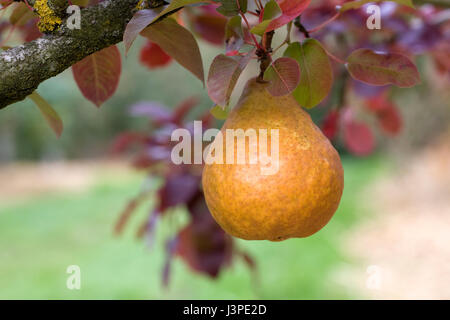 Pyrus Communis 'Durondeau'. Birne auf einem Baum. Stockfoto