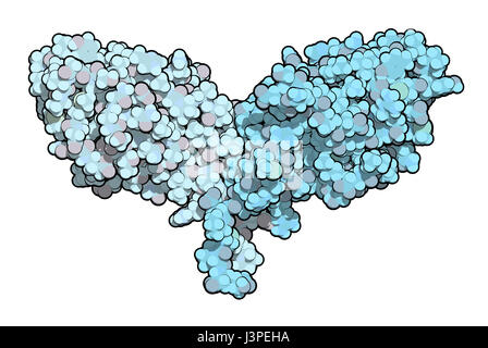 CTLA-4 (zytotoxischen T-Lymphozyten-assoziierten Protein 4, CD152) Protein. CTLA4 blockierende Antikörper sind in der Krebstherapie (immun Checkpoint Blockade verwendet. Stockfoto