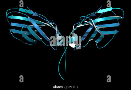 CTLA-4 (zytotoxischen T-Lymphozyten-assoziierten Protein 4, CD152) Protein. CTLA4 blockierende Antikörper sind in der Krebstherapie (immun Checkpoint Blockade verwendet. Stockfoto