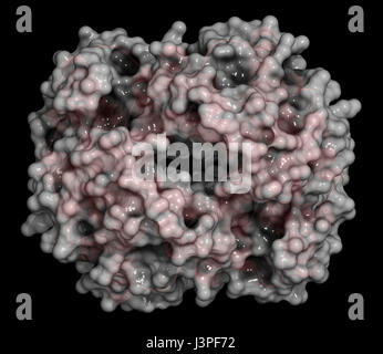 Hämoglobin (Mensch, Hb) Protein-Molekül, chemische Struktur. Eisen-haltige Sauerstoff Transportprotein in den Erythrozyten gefunden. Cartoon-Vertretung Stockfoto