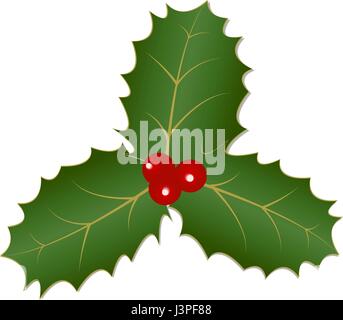 Holly Blätter und Beeren-drei traditionelle Holly Blättern und roten Beeren Stock Vektor