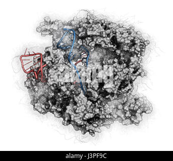 Bearbeitung komplexer von Streptococcus Pyogenes CRISPR-CAS9-gen. Das Cas9-Nuklease-Protein verwendet ein Guide RNA-Sequenz um zu DNA an eine ergänzende Website zu schneiden. Stockfoto