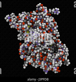 Menschliches Wachstumshormon (hGH, Somatotropin) Molekül. Natürliches Hormon, das als Medikament und als Dopingmittel verwendet wird. Atome werden als Kugeln dargestellt. Stockfoto