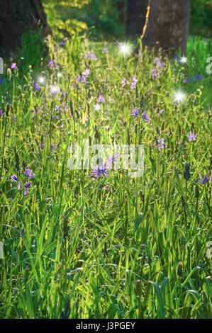 Lila Camas Blumen durch das Sonnenlicht mit Tanz Lichterketten beleuchtet Stockfoto