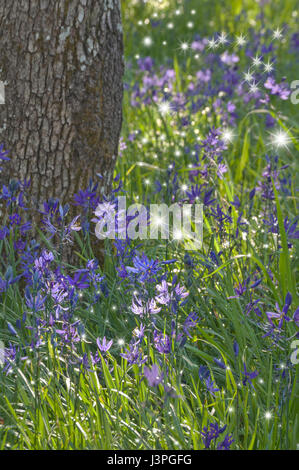 Nahaufnahme der lila Camas Blumen mit Tanz Lichterketten Stockfoto