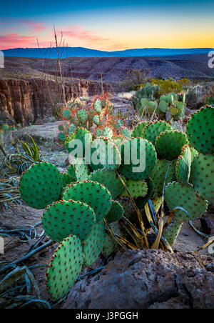 Big Bend National Park im US-Bundesstaat Texas hat nationalen Bedeutung als das größte Naturschutzgebiet der Chihuahua-Wüste Topographie und Ökologie Stockfoto