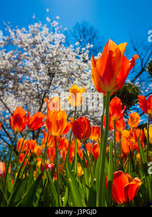 Die Dallas Arboretum und Botanischer Garten ist eine 66 Hektar großen Botanischen Garten befindet sich in 8617 Garland Road in East Dallas, Dallas, Texas, auf der Südostwind Stockfoto