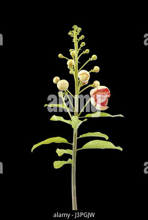 Zweig der Cannonball Blume auf schwarzem Hintergrund Stockfoto