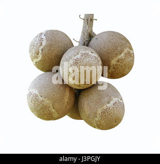 Reihe von Cannonball Obst auf weißem Hintergrund, Couroupita Guianensis Aubl Obst Stockfoto