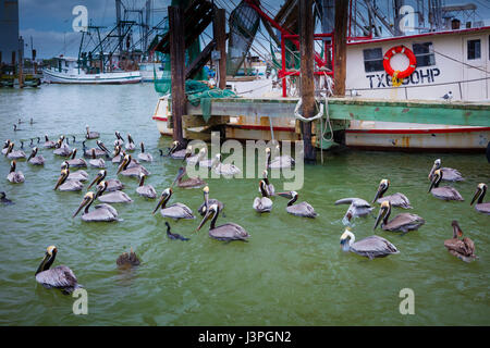 Pelikane in Galveston Hafen. Pelikane sind eine Gattung der große Wasservögel, aus denen sich die Familie Pelecanidae. Sie zeichnen sich durch einen langen Schnabel ein Stockfoto