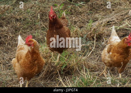 Freilaufenden Hühnern Stockfoto