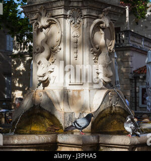 Tauben bringen in Kurven zu Bad & Getränk aus einem Brunnen Wasser nur außerhalb der Stadtmauern von Dubrovnik. Stockfoto