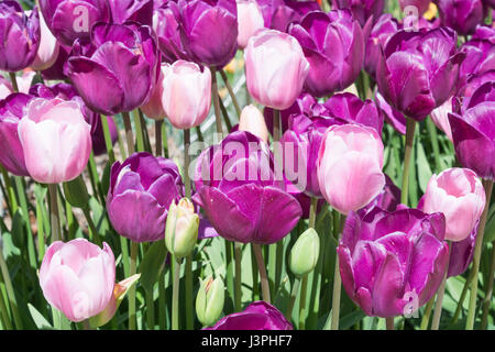 Tulipa "Negrita" (dunkelrosa) "Rosalie" (blassrosa) Stockfoto