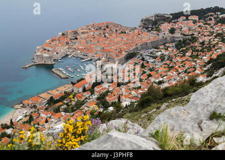 Dubrovniks Altstadt gesehen über Kalksteinfelsen und bunte Wildblumen auf Srd-Hügel in der dalmatinischen Region Kroatiens. Stockfoto