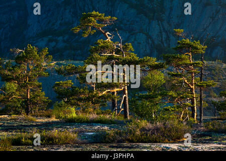 Kiefern im morgendlichen Sonnenlicht in Nissedal, Telemark, Norwegen. Stockfoto