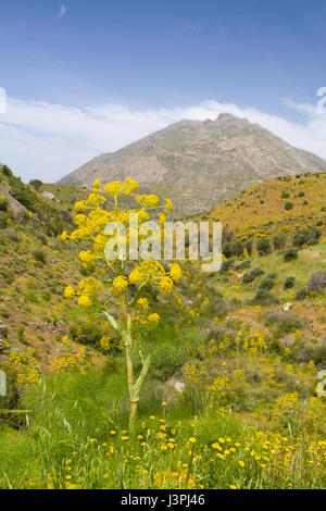 Wildem Fenchel (Foeniculum Vulgare) Stockfoto