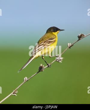 Schwarze Spitze westlichen Schafstelze (Motacilla Flava Feldegg) thront auf einem Zweig Stockfoto